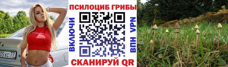 купить наркотик  Кемерово  Псилоцибиновые грибы MAGIC MUSHROOMS 